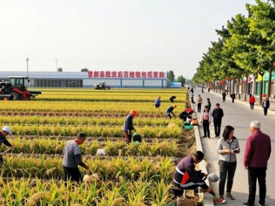 望都县政府：脱贫后如何让百姓钱包更鼓？