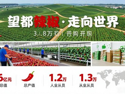 保定望都辣椒价格行情 今日市场价
