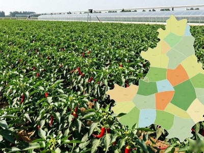 望都恒业合作社怎么样？实地探访辣椒种植基地，成本降了效益高了