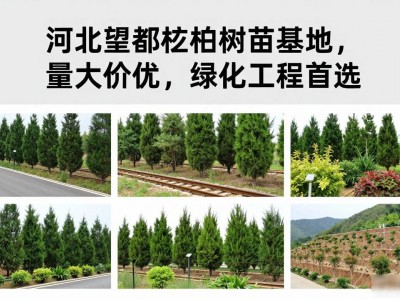 河北望都桧柏树苗基地，量大价优，绿化工程首选