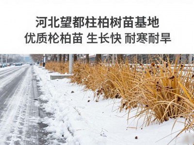 河北望都桧柏树苗基地 优质桧柏苗 生长快 耐寒耐旱