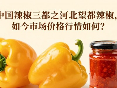 中国辣椒三都之河北望都辣椒，如今市场价格行情如何？