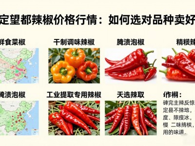 保定望都辣椒价格行情：如何选对品种卖好价