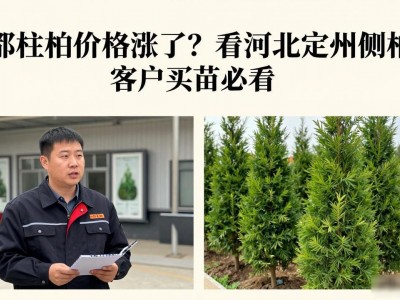 望都桧柏价格涨了？看河北定州侧柏行情，客户买苗必看
