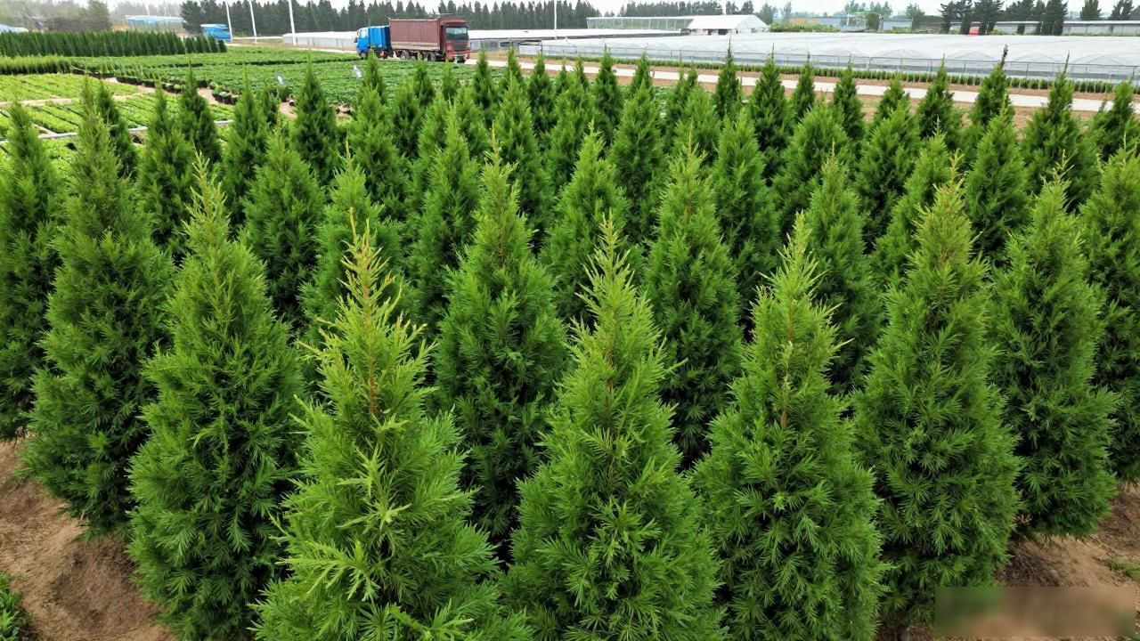 定州花木之乡苗木供应_河北望都桧柏树苗基地_定州市伟信苗圃场